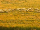 The sheeps in Mogan.