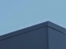 pigeon guard