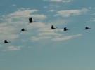 flight of sandhill crames