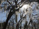 spanish Moss I