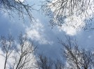 Trees & Sky