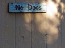 No dogs