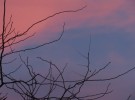 wispy Branches 