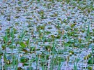 Water Lily Pond