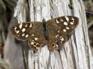 Speckled Wood