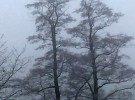 winter shades