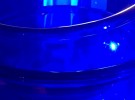 blue bowl