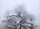 fading winter