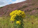 ragwort