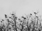 A Murder of Crows