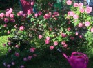 roses and pinks