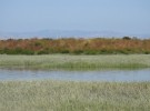 estuary 