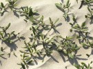 Beach vegetation