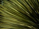 Light streams yucca