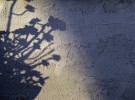 Garden shadows 