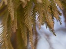 Cypress Fronds