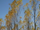 yellow tree