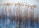 Rushes in the lake.