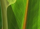 Green on green
