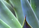 Agave