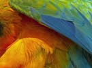parrot detail