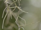 Spanish Moss II