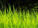 The chorus of the grasses.