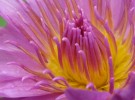 Alluring Bloom