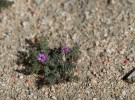 Lonesome wildflower on construction site