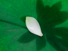 Lotus Leaf