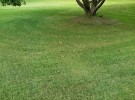 Lawn