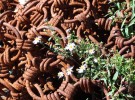 chains and asters