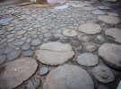 tree stump paving