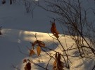 leaf dance