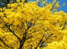yellow-ipe petropolis brazil