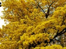 yellow amarelo