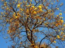 Tabebuia chrysotricha