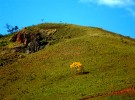 springtime in brazil