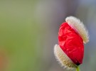 little red riding hood