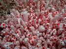 kusama2