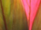 leaf 3