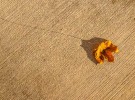 Leaf and long shadow