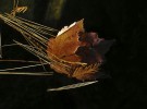 Leaf and pine needles in water