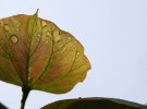 leaf fractals