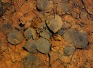 Leaves in puddle