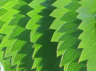 leaf pattern