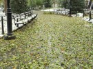 leaves meet snow