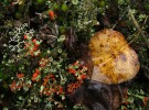 Lichens et feuilles - Lichens and Leaves