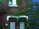 Ivy-Drolet Street-Montreal-August 2013