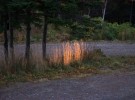 Dusk Sunlight on Grasses